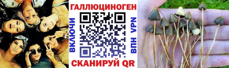 Псилоцибиновые грибы Cubensis  Купить закладки  Яхрома 